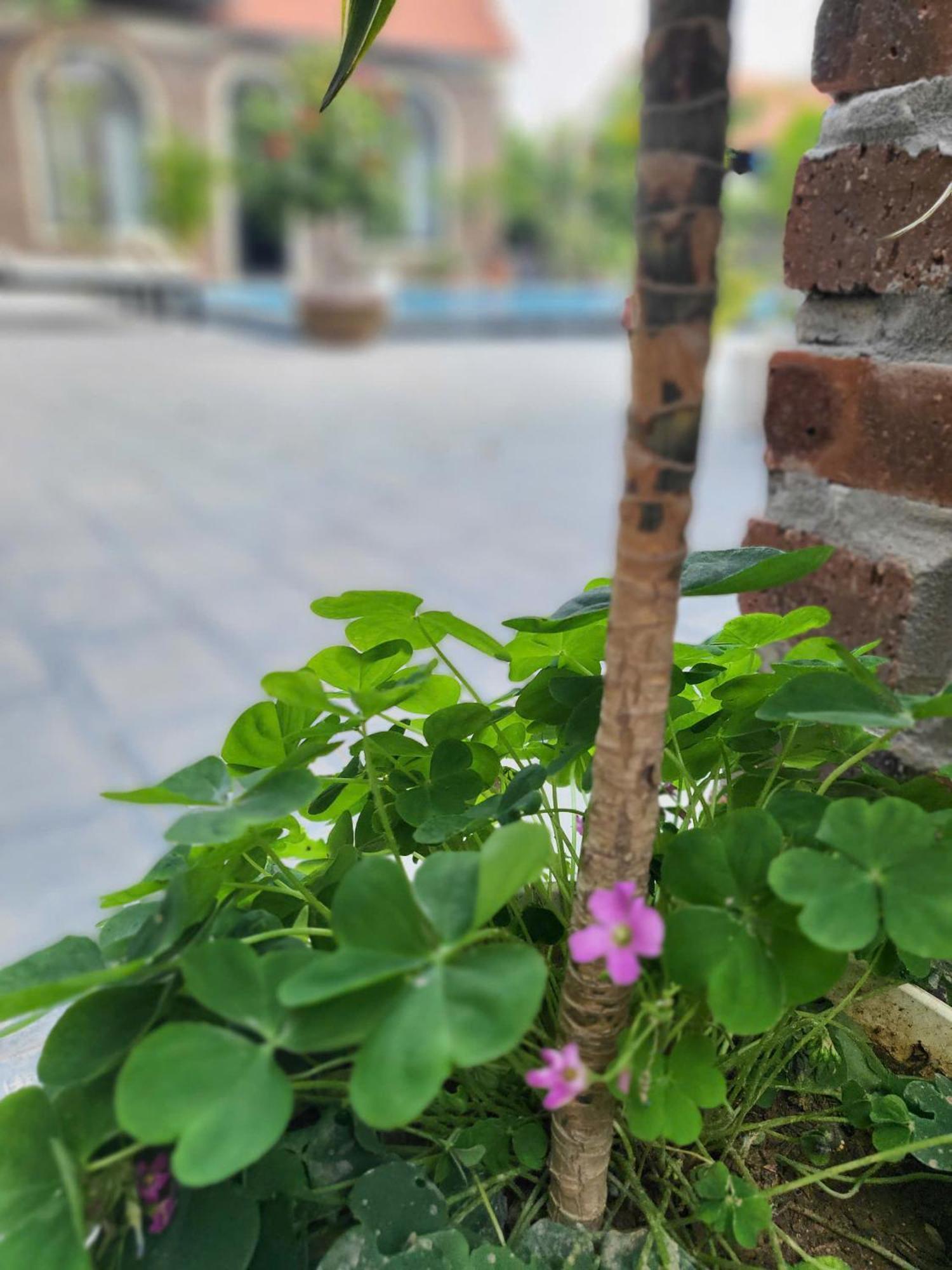 Tam Coc Pomelo Garden Apartment Ninh Binh Exterior photo